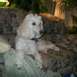 Meet your Posher, Barbara